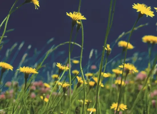 Blumenwieseder Immobilien: Ländlicher Charme trifft auf individuelles Wohnen – Einzigartiges Liebhaberobjekt mit Geschichte (Foto_gross)
