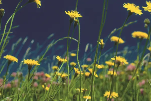 Blumenwiese der Immobilie: Attraktives Baugrundstück in ruhiger Wohnlage (Foto_gross)